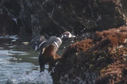 シノリガモ シノリガモの画像