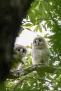 フクロウ フクロウの画像