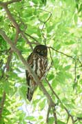 アオバズク アオバズクの画像