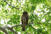 アオバズク アオバズクの画像