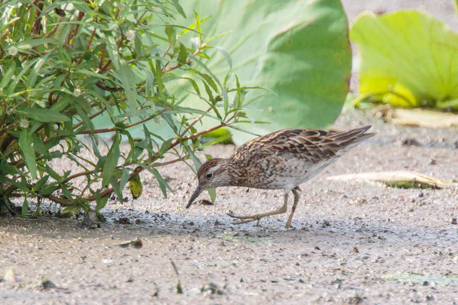 ウズラシギ ウズラシギ