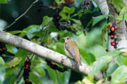 キビタキ♀ キビタキ♀