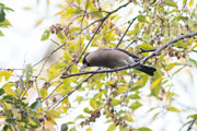 ウソ ウソの画像