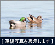 ヨシガモ ヨシガモの画像
