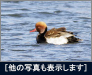 アカハシハジロ アカハシハジロの画像