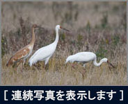 ソデグロヅル ソデグロヅルの画像