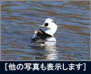 ミコアイサ ミコアイサの画像