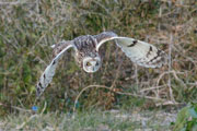 コミミズク コミミズクの画像