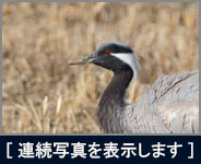 アネハヅル アネハヅル