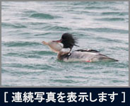 カモメに獲物を略奪されたウミアイサ カモメに獲物を略奪されたウミアイサの画像