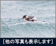 ハジロカイツブリ ハジロカイツブリの画像