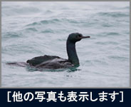 ヒメウ ヒメウの画像