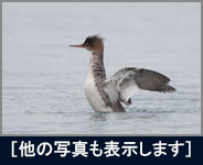 ウミアイサ ウミアイサの画像