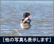 ツクシガモ ツクシガモの画像