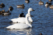 アメリカコハクチョウ アメリカコハクチョウの画像