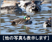 トモエガモ トモエガモの画像