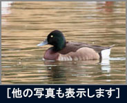 アカハジロ アカハジロの画像