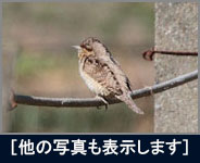 秋ケ瀬の鳥たち 秋ケ瀬の鳥たちの画像
