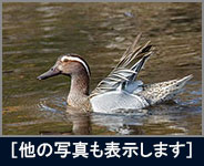 シマアジ シマアジの画像