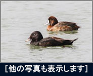 ビロードキンクロ ビロードキンクロの画像