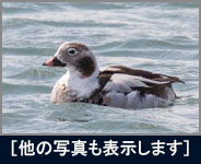 コオリガモ コオリガモの画像