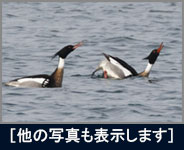 常磐港巡り探鳥会 常磐港巡り探鳥会の画像