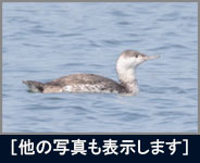 アビ アビの画像