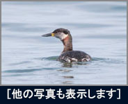 アカエリカイツブリ アカエリカイツブリの画像