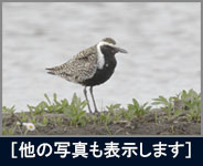 稲敷の鳥たち 稲敷の鳥たちの画像