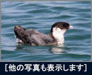 ウミスズメ ウミスズメの画像