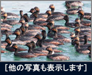ハジロカイツブリ ハジロカイツブリの画像