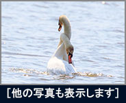 コブハクチョウ コブハクチョウの画像