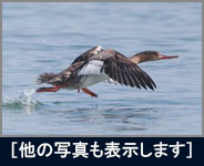 ウミアイサ ウミアイサの画像