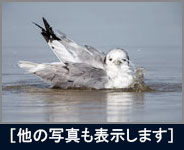 ミツユビカモメ ミツユビカモメの画像