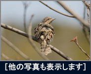 アリスイ アリスイの画像