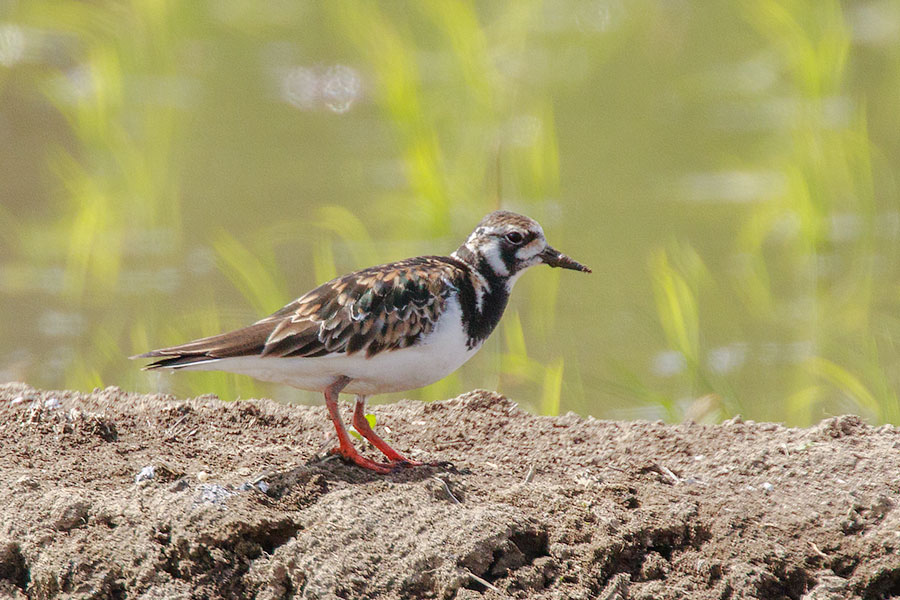 キョウジョシギの画像