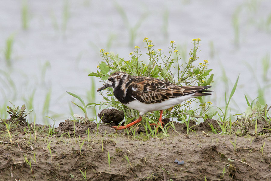 キョウジョシギの画像