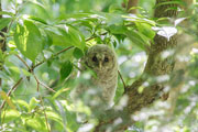 フクロウ巣立ちビナ フクロウ巣立ちビナの画像