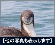 シロエリオオハム シロエリオオハムの画像