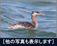 アカエリカイツブリ アカエリカイツブリの画像
