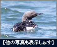 オオハム オオハムの画像