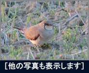 ツバメチドリ ツバメチドリの画像