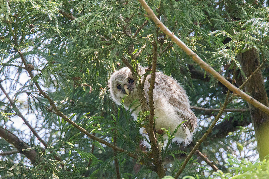 フクロウの画像