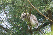 フクロウ フクロウの画像