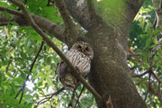 フクロウ フクロウの画像