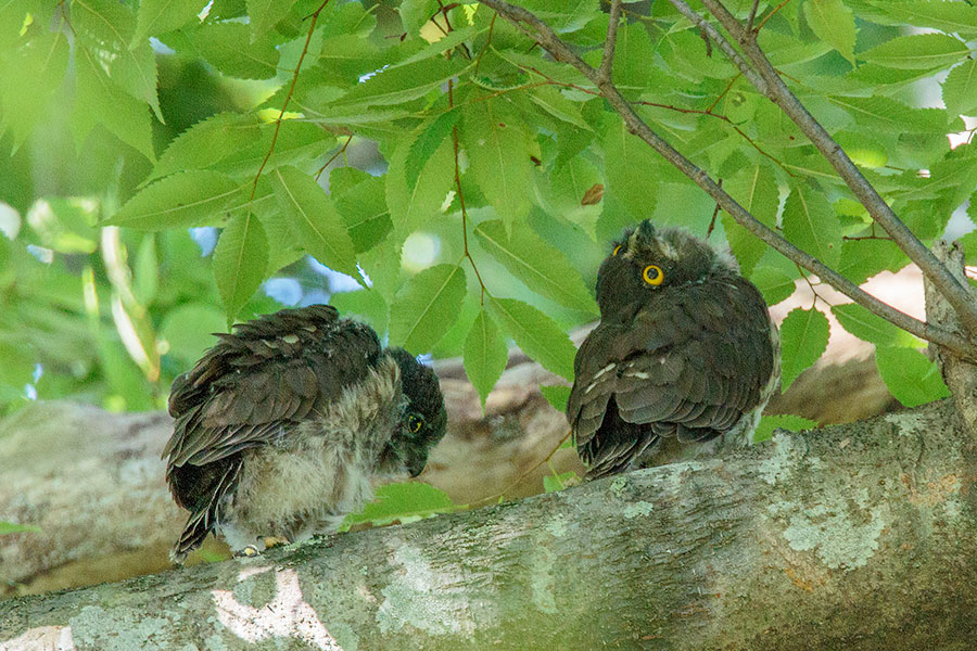 アオバズクの画像