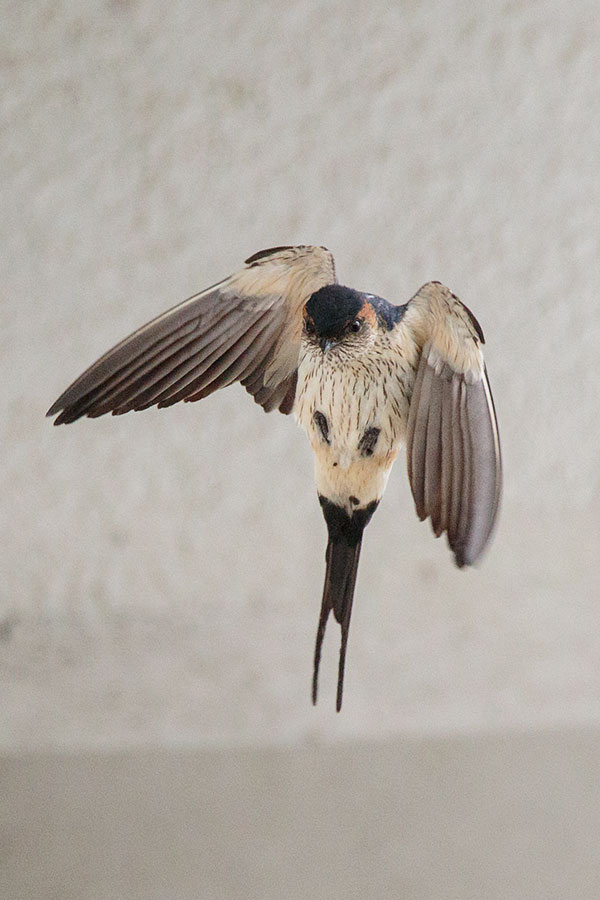 コシアカツバメの画像