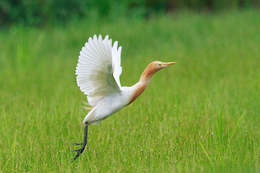アマサギの画像