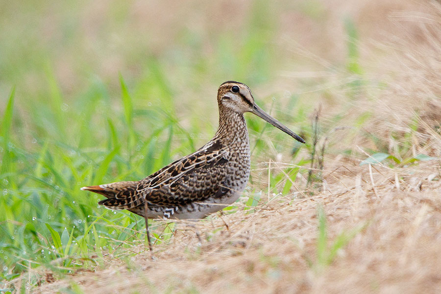 オオジシギ幼鳥の画像