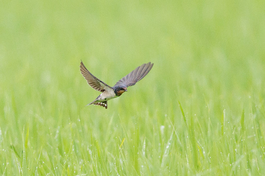 ツバメ幼鳥の画像